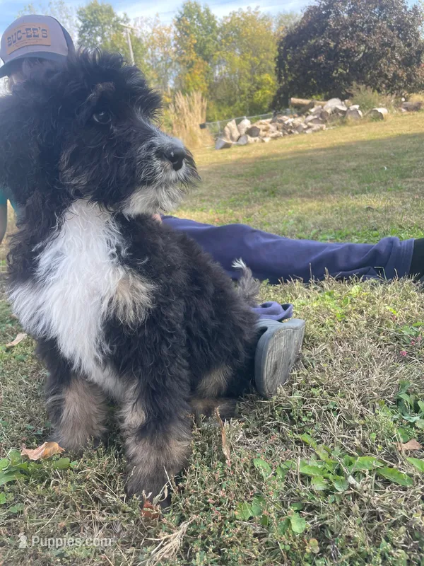 Max  – Bernedoodle puppy for sale in Nokomis, IL