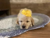 Daisy, a female Labrador Retriever for sale in Nokomis, IL – Photo 2 of 3