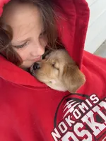 Daisy, a female Labrador Retriever for sale in Nokomis, IL – Photo 3 of 3