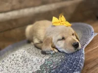 Daisy, a female Labrador Retriever for sale in Nokomis, IL – Photo 1 of 3