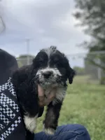 Oreo, a male Bernedoodle for sale in Nokomis, IL – 2 of 3