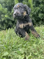 Sandy, a female Bernedoodle for sale in Nokomis, IL – 2 of 4