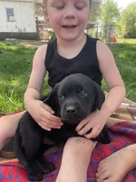 Tiny, a male Labrador Retriever for sale in Nokomis, IL – Photo 2 of 3