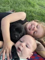 Tiny, a male Labrador Retriever for sale in Nokomis, IL – Photo 3 of 3