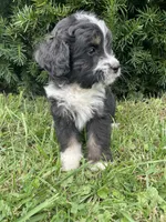 Oreo, a male Bernedoodle for sale in Nokomis, IL – 3 of 3