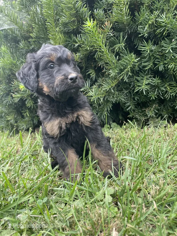 Sandy – Bernedoodle puppy for sale in Nokomis, IL