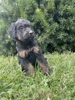 Sandy, a female Bernedoodle for sale in Nokomis, IL – 1 of 4
