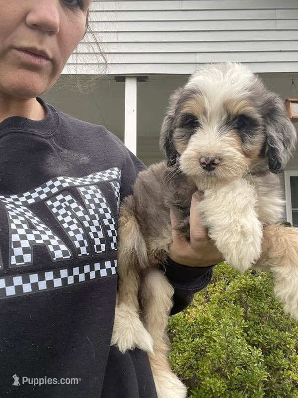 Clover  – Bernedoodle puppy for sale in Nokomis, IL