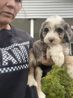 Clover , a male Bernedoodle for sale in Nokomis, IL – 1 of 3