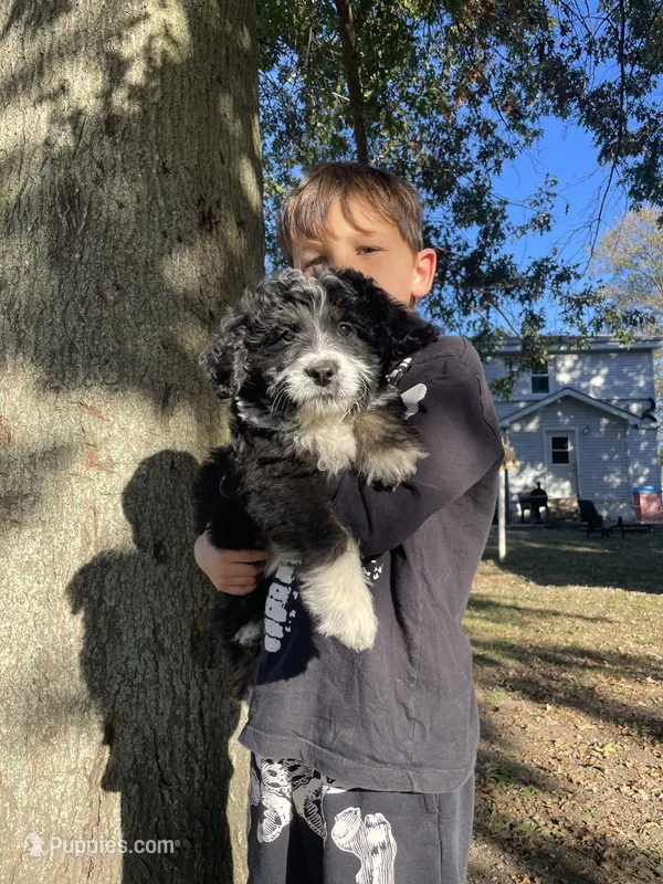 Oreo – Bernedoodle puppy for sale in Nokomis, IL
