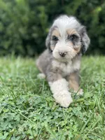 Clover , a male Bernedoodle for sale in Nokomis, IL – 2 of 3