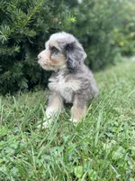 Clover , a male Bernedoodle for sale in Nokomis, IL – 3 of 3