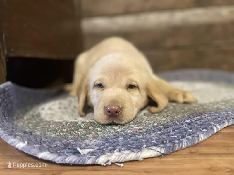 Buddy  – Labrador Retriever puppy for sale in Nokomis, IL