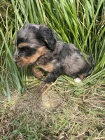 Missy , a female Bernedoodle for sale in Nokomis, IL – 2 of 3