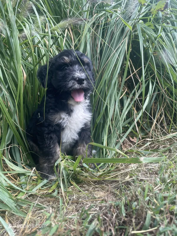 Max  – Bernedoodle puppy for sale in Nokomis, IL