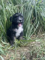 Max , a male Bernedoodle for sale in Nokomis, IL – 1 of 3