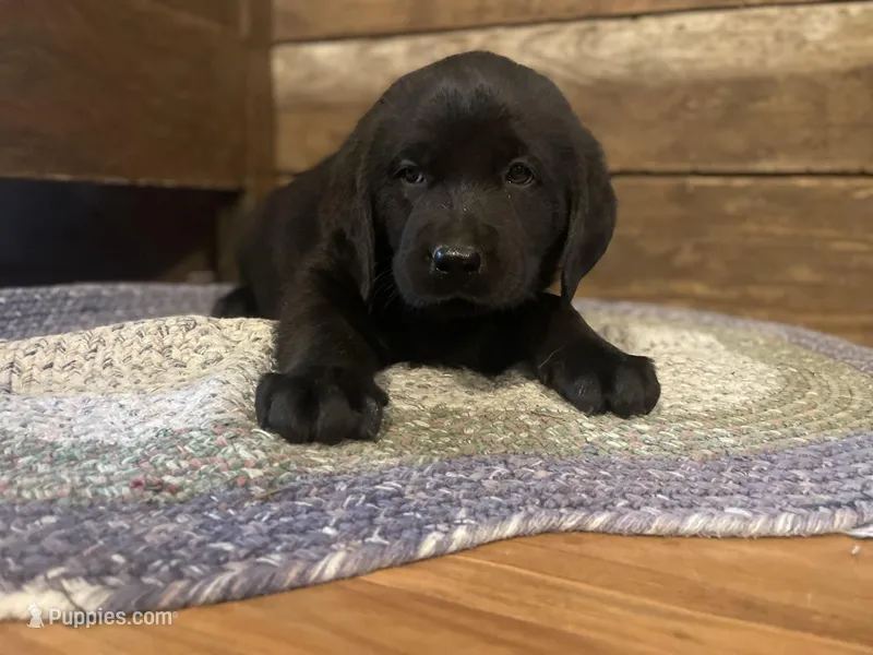 Duck hunter – Labrador Retriever puppy for sale in Nokomis, IL