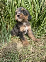 Missy , a female Bernedoodle for sale in Nokomis, IL – 3 of 3