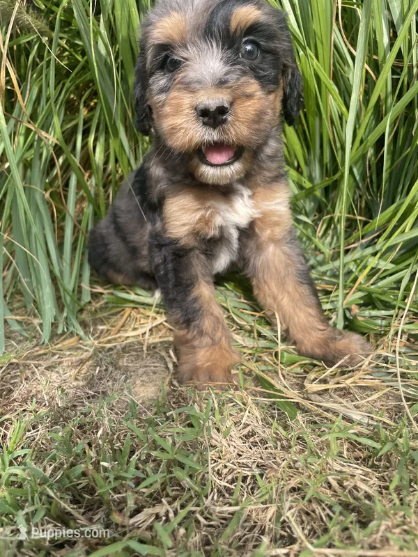 Missy  – Bernedoodle puppy for sale in Nokomis, IL