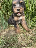 Missy , a female Bernedoodle for sale in Nokomis, IL – 1 of 3