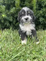Oreo, a male Bernedoodle for sale in Nokomis, IL – 1 of 3