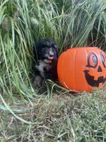 Max , a male Bernedoodle for sale in Nokomis, IL – 2 of 3