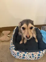 Angel, a female Jack Russell Terrier for sale in Brooklyn, NY – 7 of 10