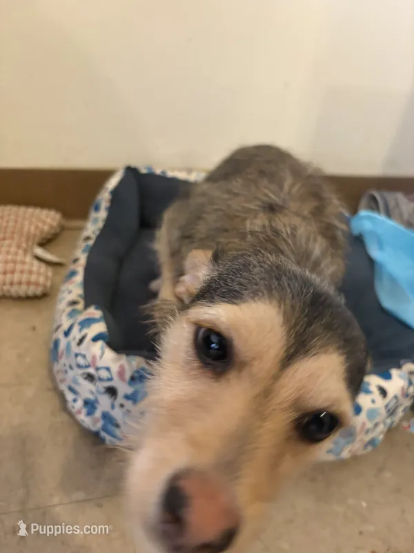 Angel – Jack Russell Terrier puppy for sale in Brooklyn, NY