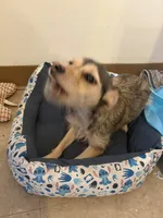 Angel, a female Jack Russell Terrier for sale in Brooklyn, NY – 10 of 10