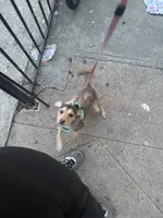Angel, a female Jack Russell Terrier for sale in Brooklyn, NY – 5 of 10