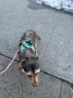 Angel, a female Jack Russell Terrier for sale in Brooklyn, NY – 2 of 10