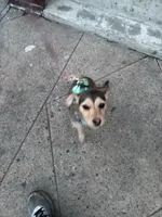 Angel, a female Jack Russell Terrier for sale in Brooklyn, NY – 6 of 10