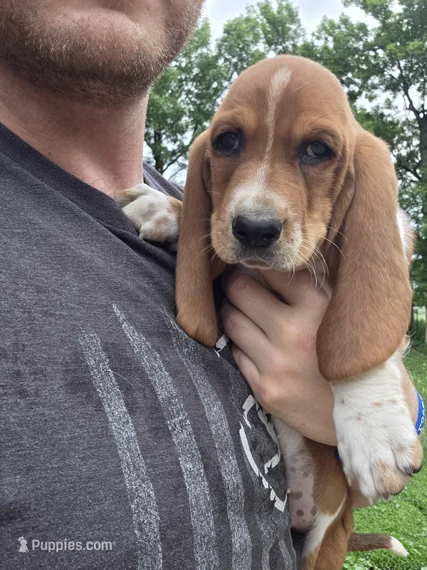 Milie – Basset Hound puppy for sale in Steen, MN