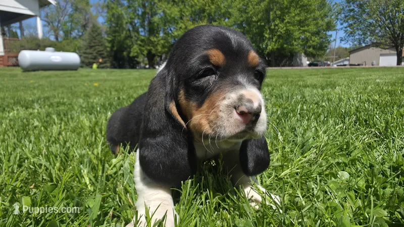 Clyde – Basset Hound puppy on hold in Steen, MN