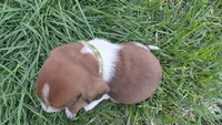 Milie, a female Basset Hound for sale in Steen, MN – Photo 4 of 4