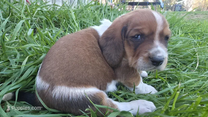 Milie – Basset Hound puppy for sale in Steen, MN