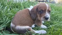 Milie, a female Basset Hound for sale in Steen, MN – Photo 1 of 4