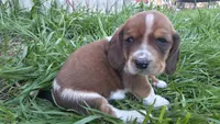 Milie, a female Basset Hound for sale in Steen, MN – Photo 3 of 4