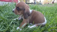 Milie, a female Basset Hound for sale in Steen, MN – Photo 2 of 4