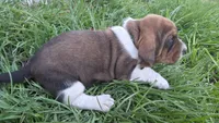 Hank, a male Basset Hound for sale in Steen, MN – Photo 3 of 4