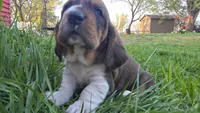 Hank, a male Basset Hound for sale in Steen, MN – Photo 4 of 4