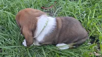 Hank, a male Basset Hound for sale in Steen, MN – Photo 2 of 4