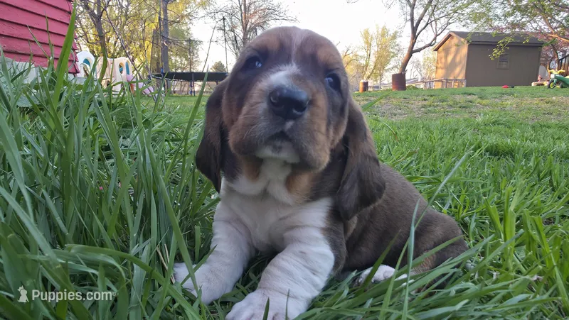 Hank – Basset Hound puppy for sale in Steen, MN