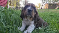 Hank, a male Basset Hound for sale in Steen, MN – Photo 1 of 4