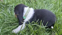 Clyde, a male Basset Hound for sale in Steen, MN – Photo 3 of 4