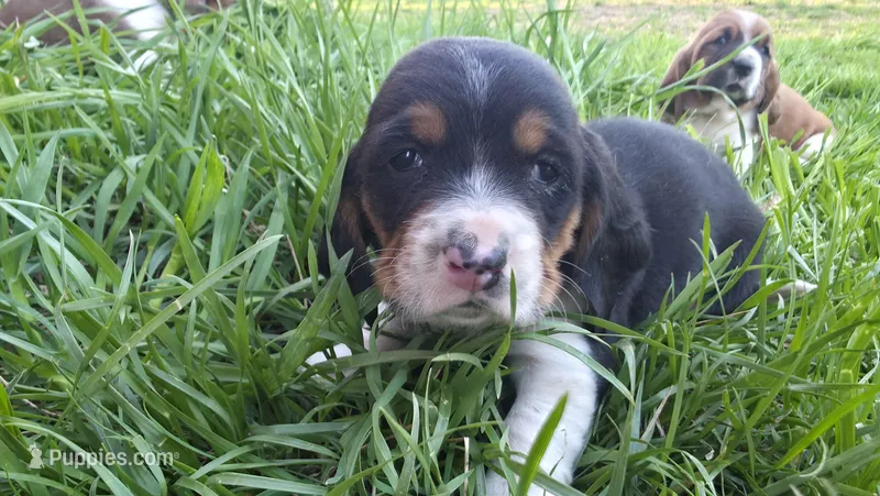 Clyde – Basset Hound puppy for sale in Steen, MN