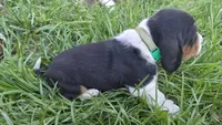 Clyde, a male Basset Hound for sale in Steen, MN – Photo 2 of 4