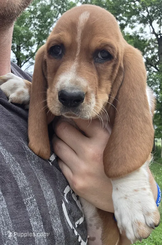Milie – Basset Hound puppy for sale in Steen, MN