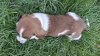 Gus, a male Basset Hound for sale in Steen, MN – Photo 3 of 4