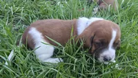 Gus, a male Basset Hound for sale in Steen, MN – Photo 4 of 4